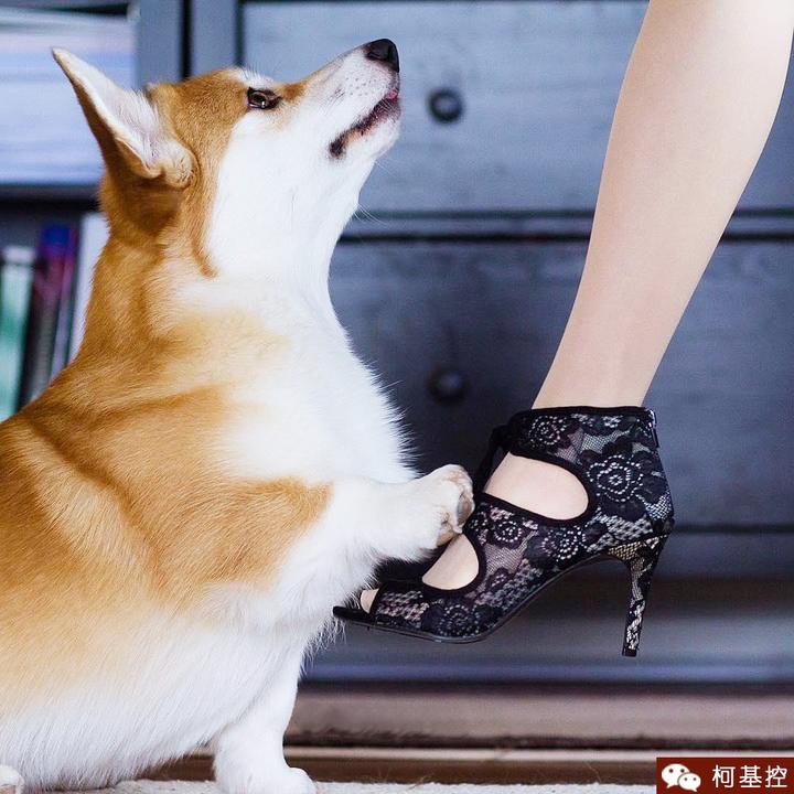 柯基为什么爱啃脚 知乎 柯基为什么爱啃脚 知乎