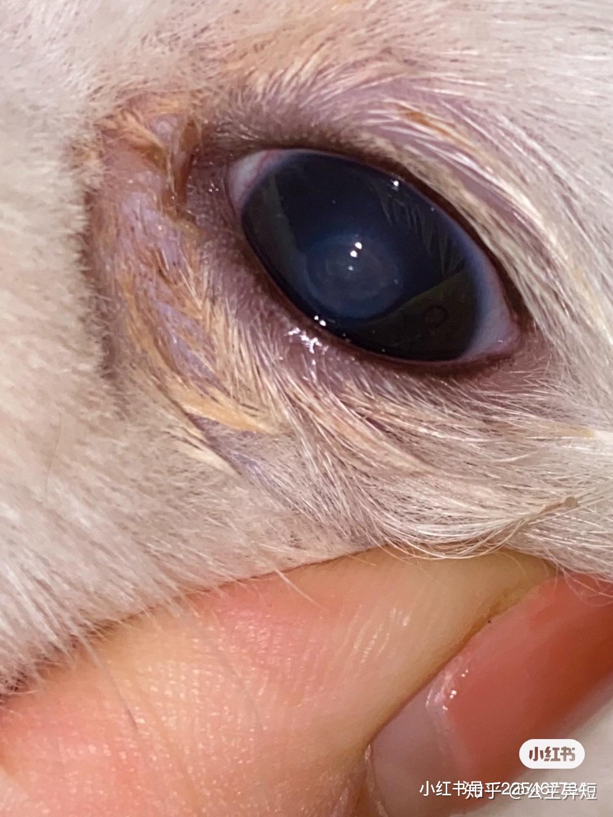 Dog Eye Care 101 : Problems and Solutions