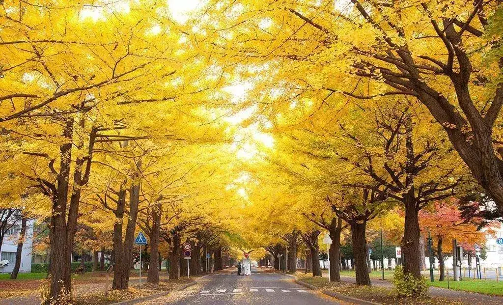 日本最美校園的春夏秋冬 - 知乎