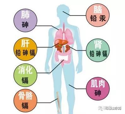 生物放大作用 英文 拼音 注解 什么是生物放大作用 医学百科