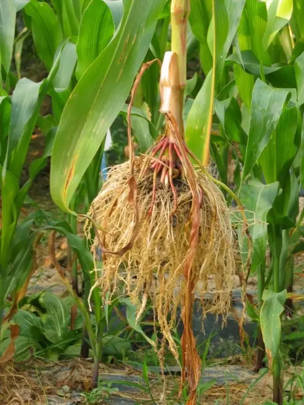 植物根系的秘密 知乎