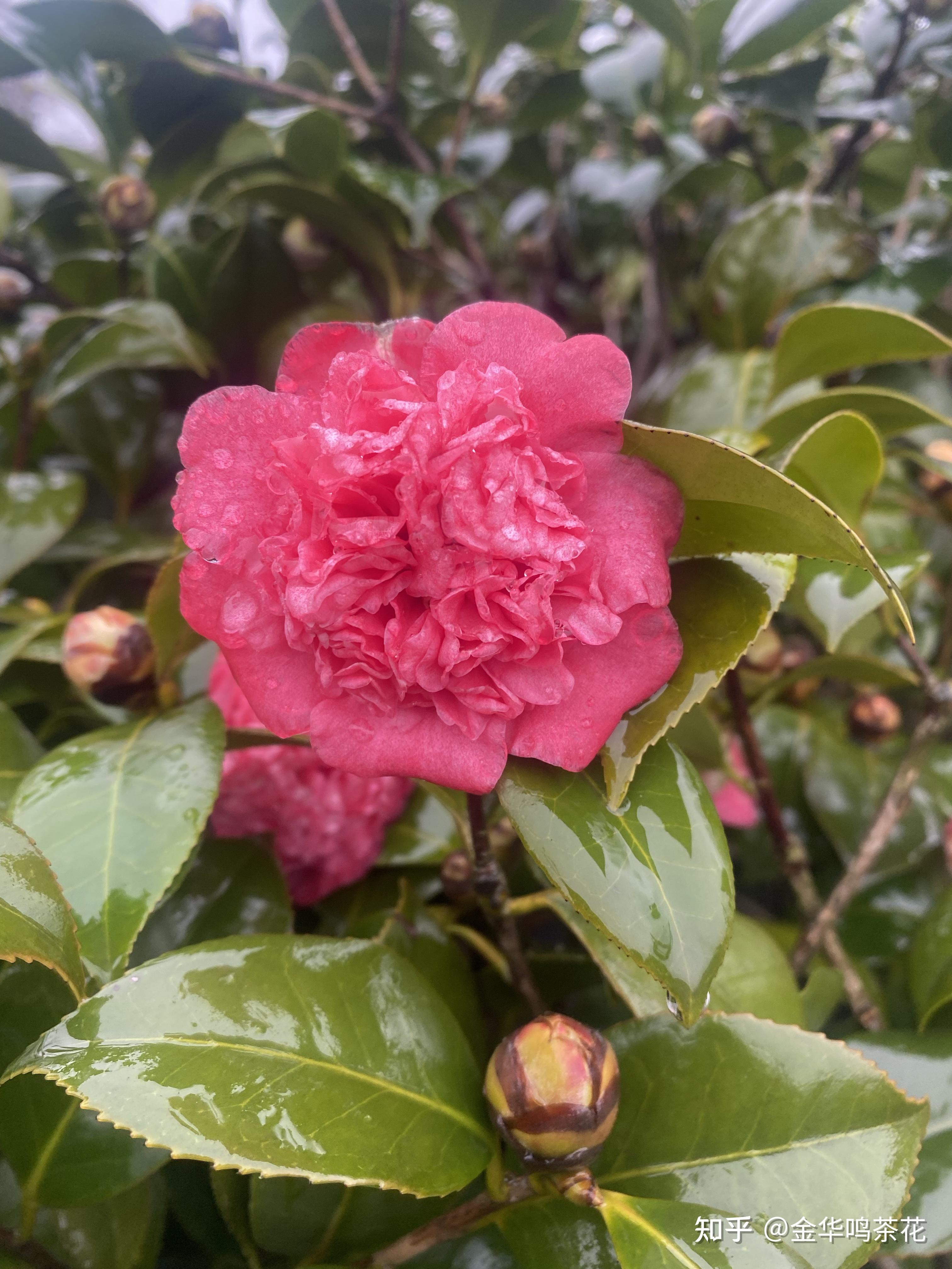 狮子笑茶花 - 知乎