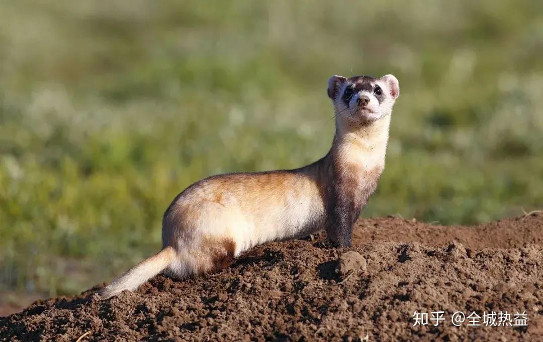 仅有700余只,是世界上最稀有的哺乳动物之一,也是北美地区唯一的鼬类