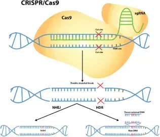 生物医药领域的黑马：“CRISPR/Cas9 技术” - 知乎