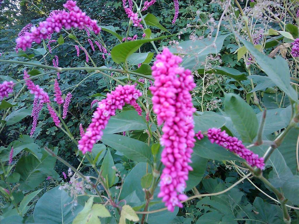 一日一花一诗 水红花 知乎