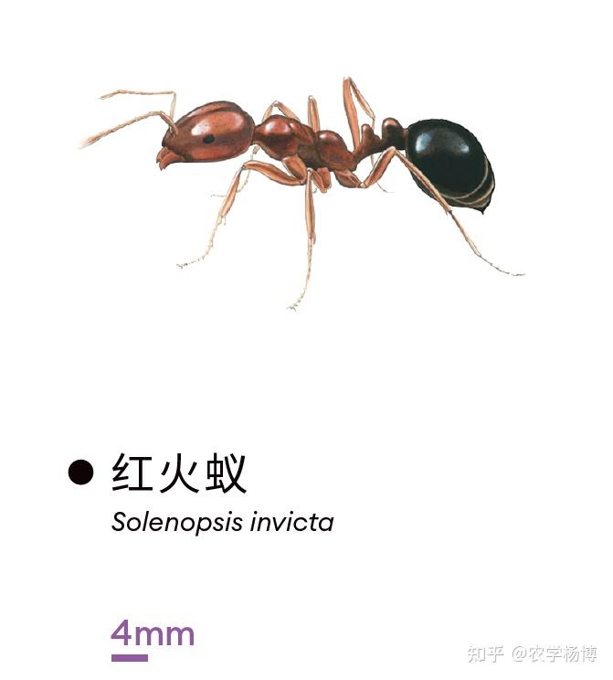 求问一下大佬这个是什么种类的蚂蚁?