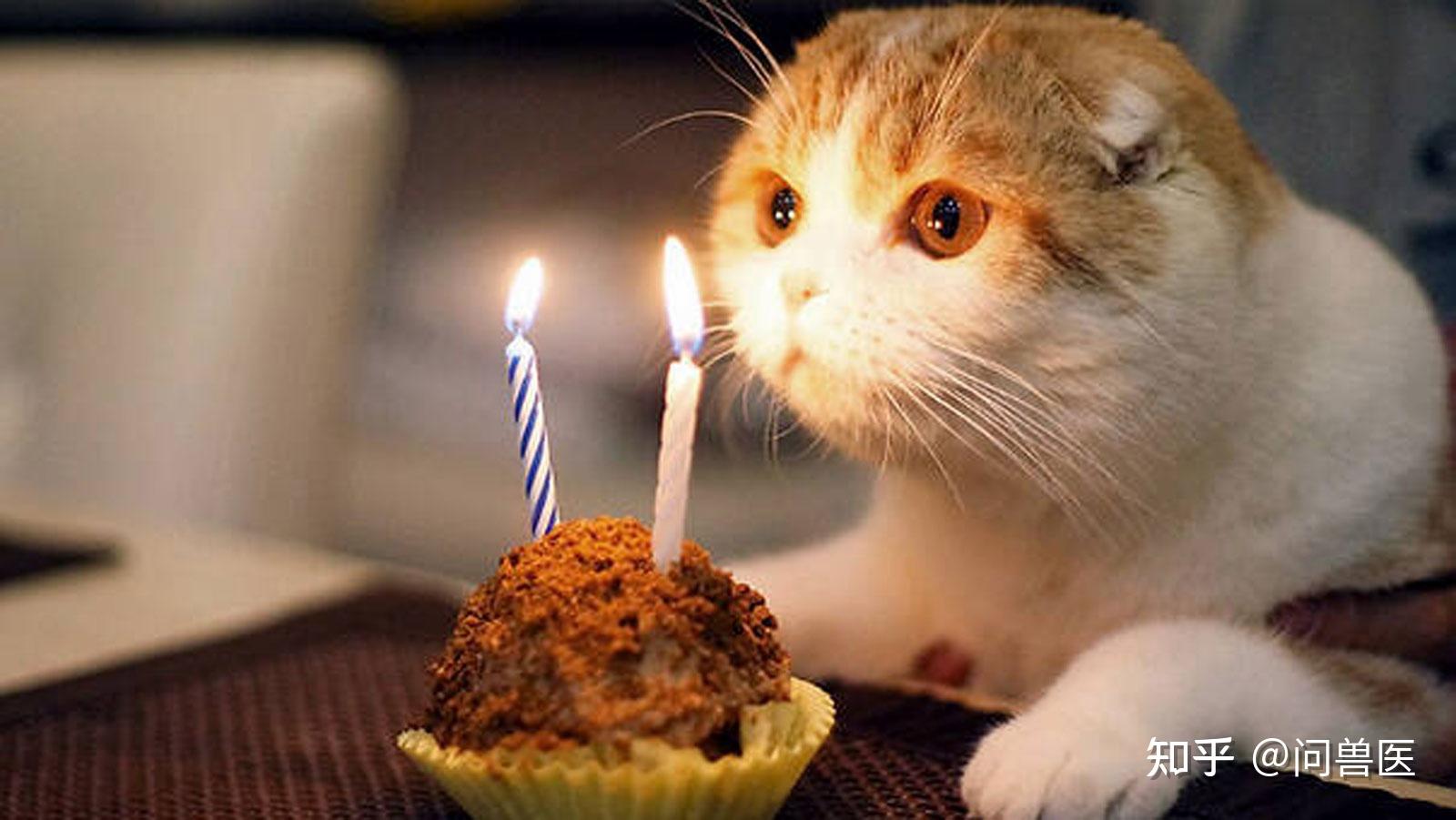 生日快乐的猫图片素材-编号25034449-图行天下