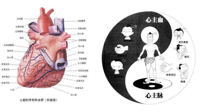 中医的五脏六腑究竟是什么?——中医粉说得清楚吗? - 知乎
