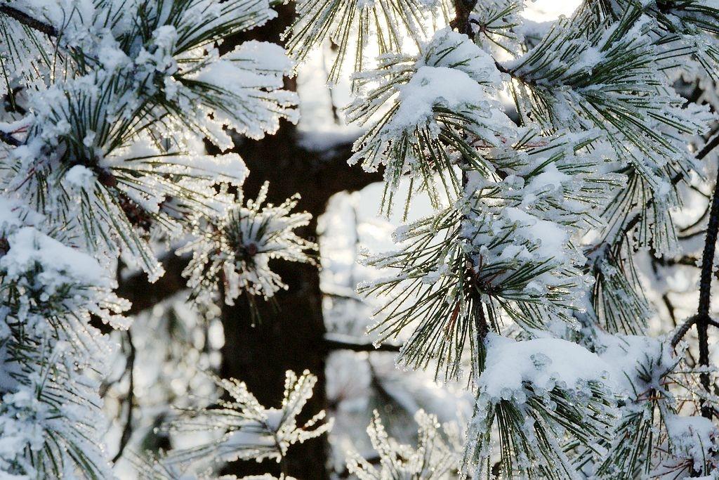 世界著名的庭园观赏树种之一——雪松 - 知乎
