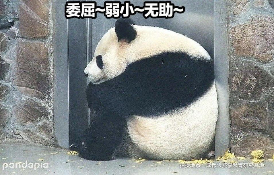 有没有很可爱的熊猫表情包或者视频