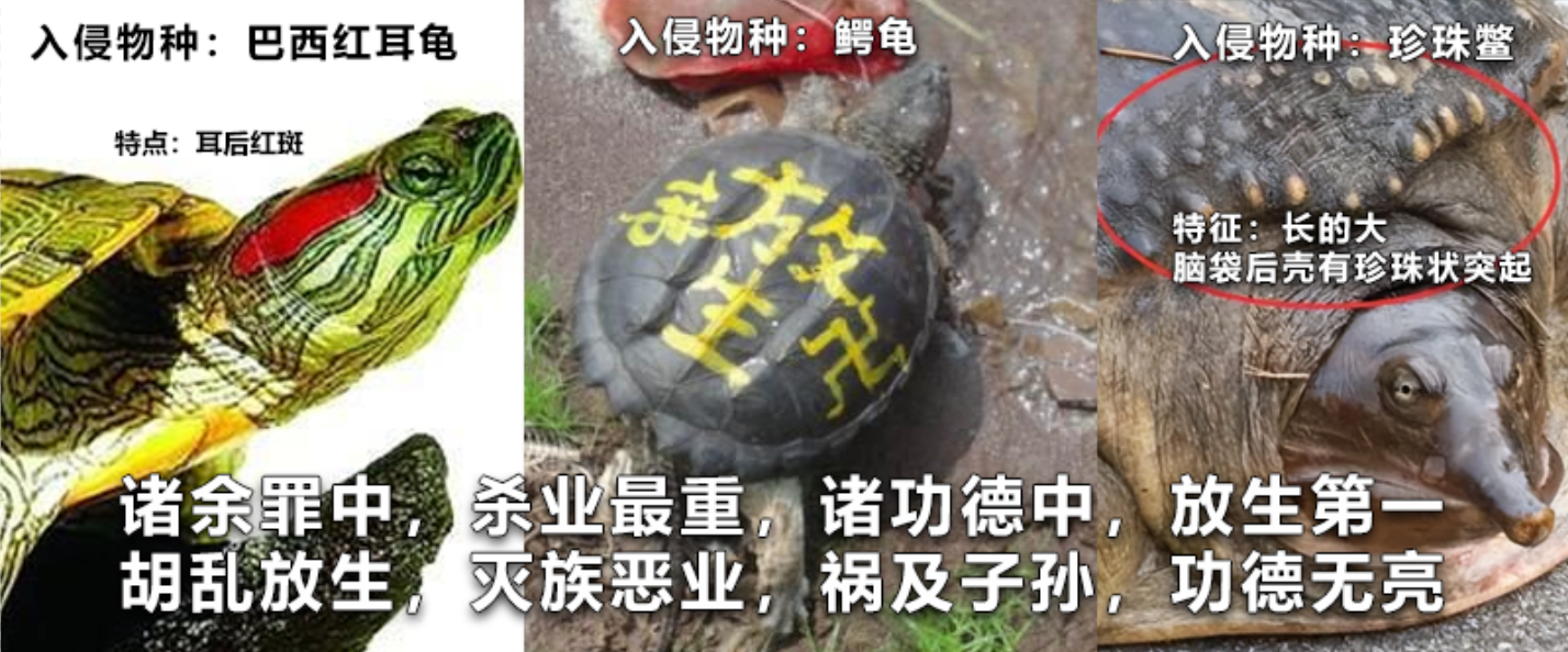 为什么龟没有完全抢占鳖的生态位、淘汰掉鳖? - 知乎