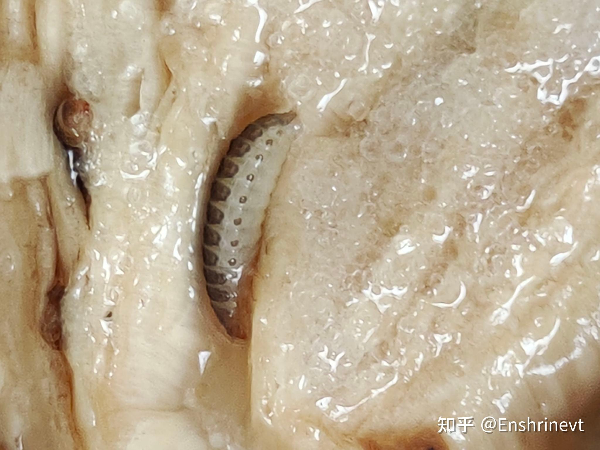 野外摘的鸡枞菌里有小虫子,呈白色 有脚 背是黑色的幼虫.