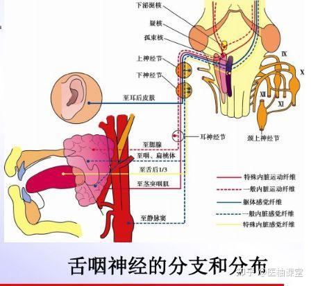 起自下泌涎核,經鼓室神經,巖淺小神經,終止於耳神經節,其節後纖維分佈