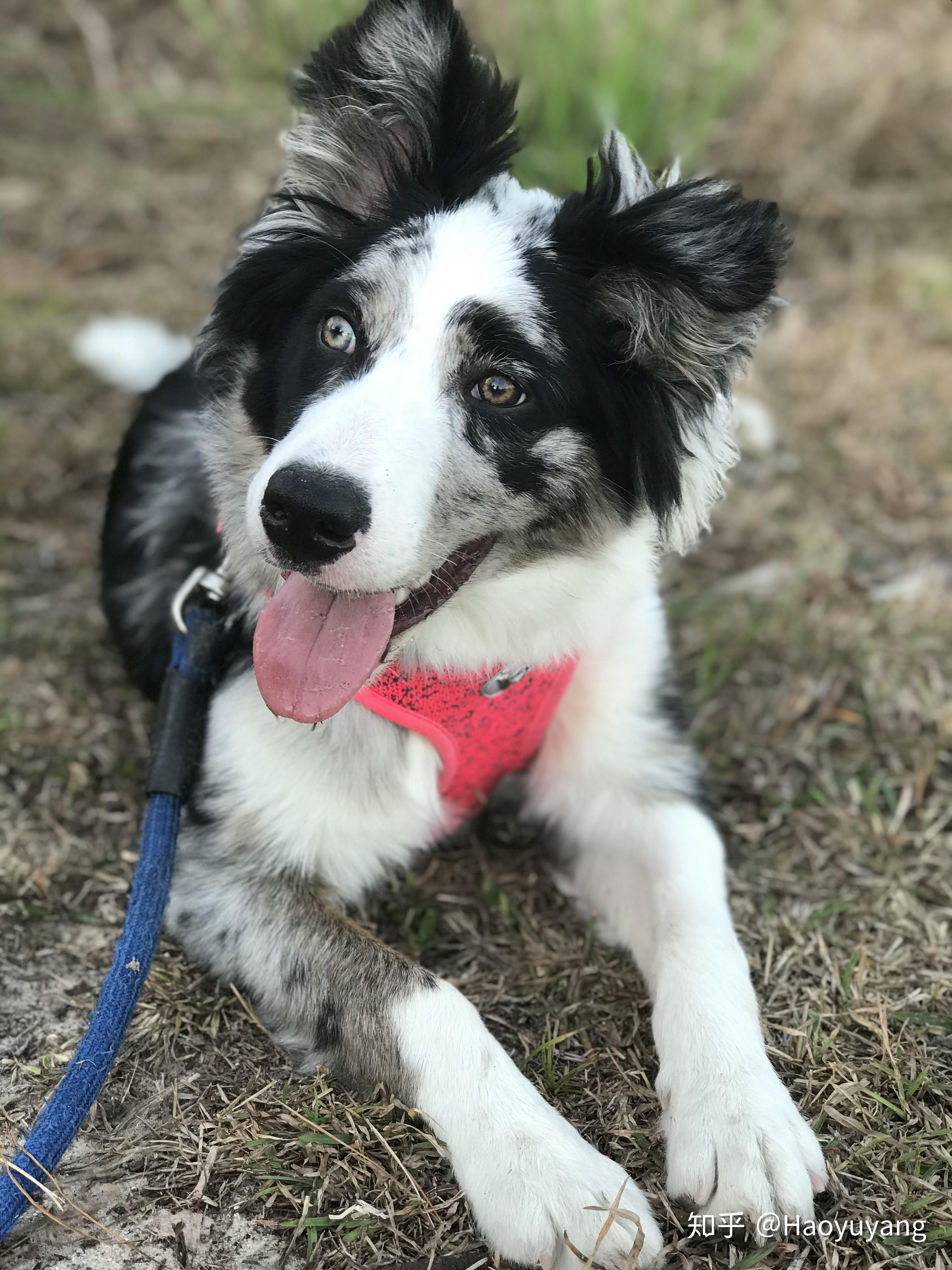 为什么边境牧羊犬的兰陨石狗狗身上会有一些咖啡色的毛