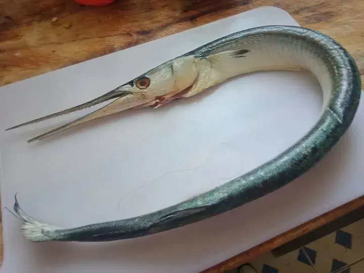 鱼的嘴可以多奇怪三鱼中剑客作者暮晖熠熠