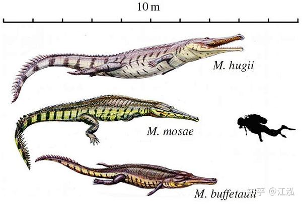 君王马奇莫鳄:来自北非的白垩纪海中巨鳄