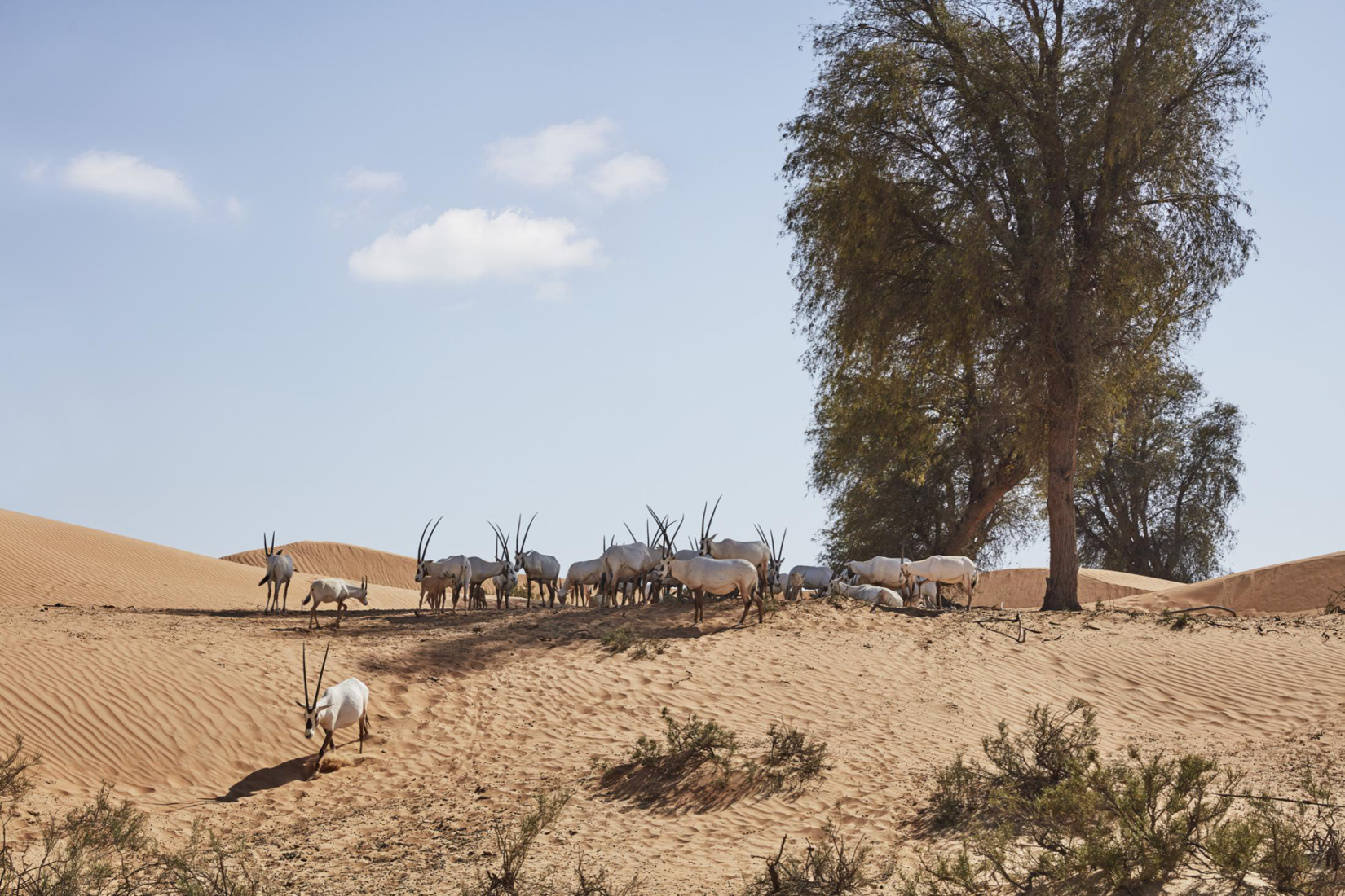 迪拜沙漠保护区(ddcr)是阿联酋的第一个国家公园,占地2250万平方米,约