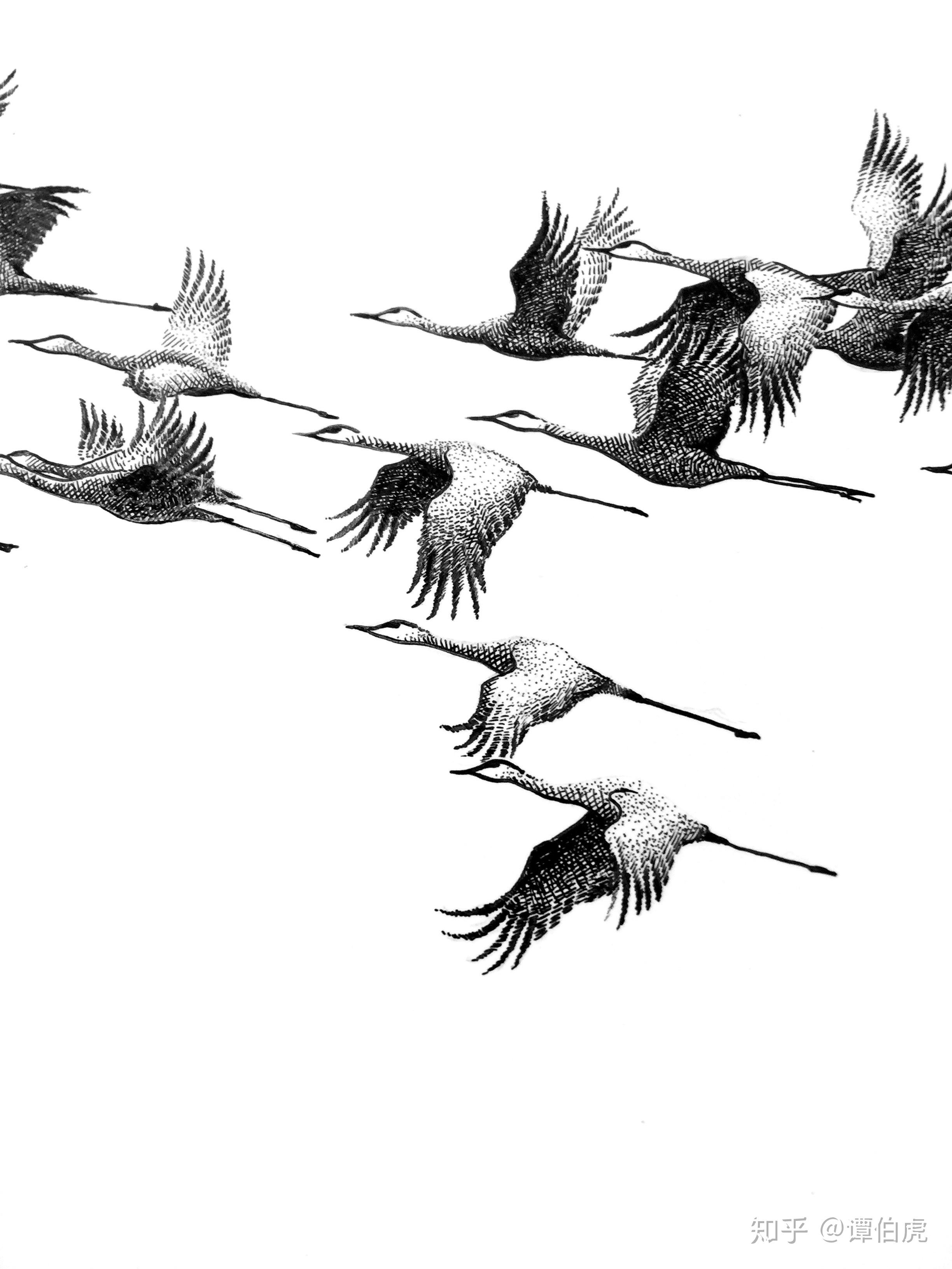 谭伯虎钢笔画作品《鸿雁》