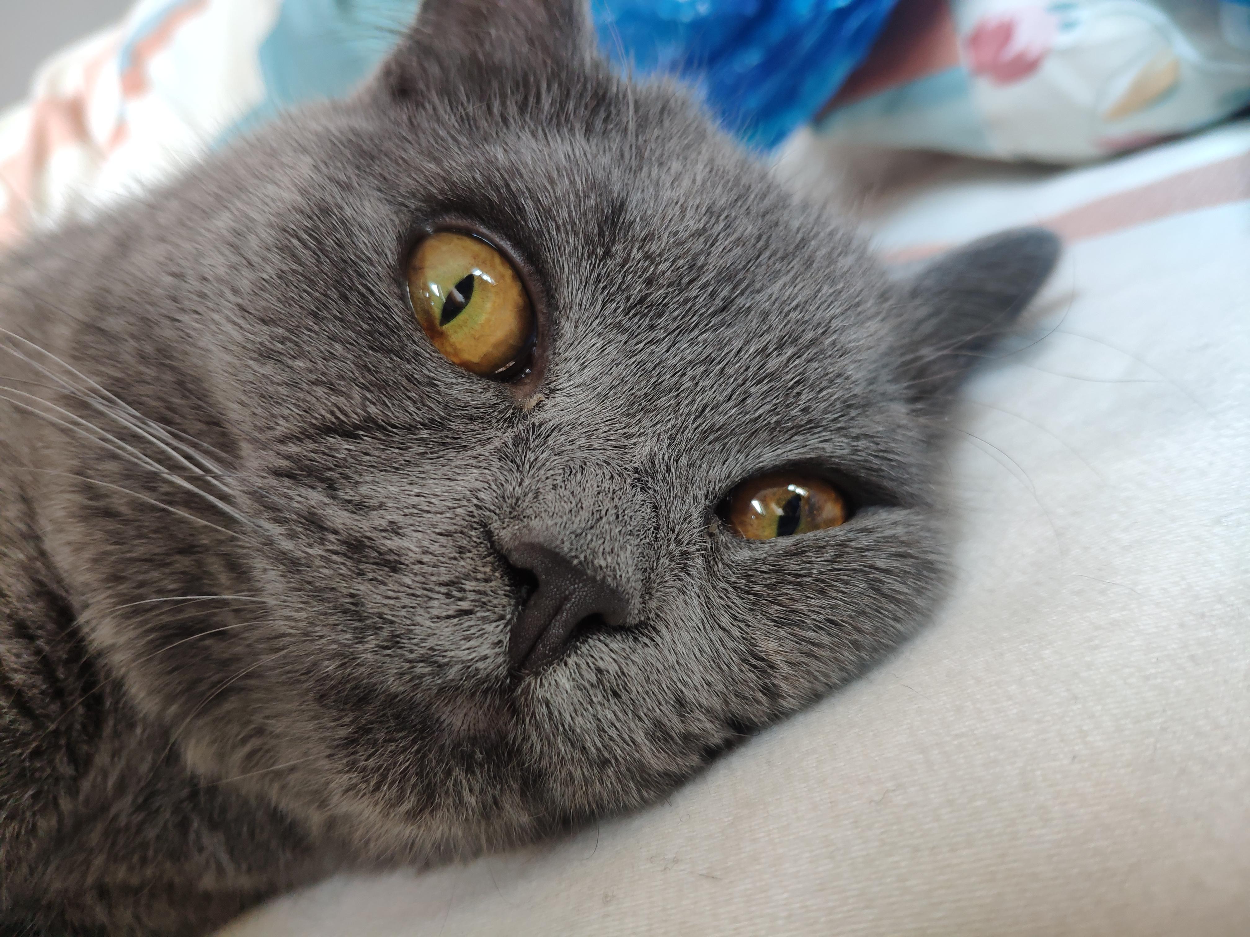 英短蓝猫脸超尖怎么破?