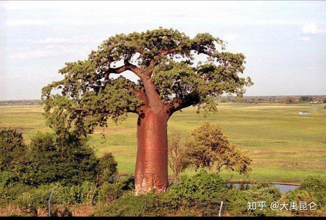 李贺的苦昼短里有一句天东有若木但我看到的注释都说若木在昆仑西极