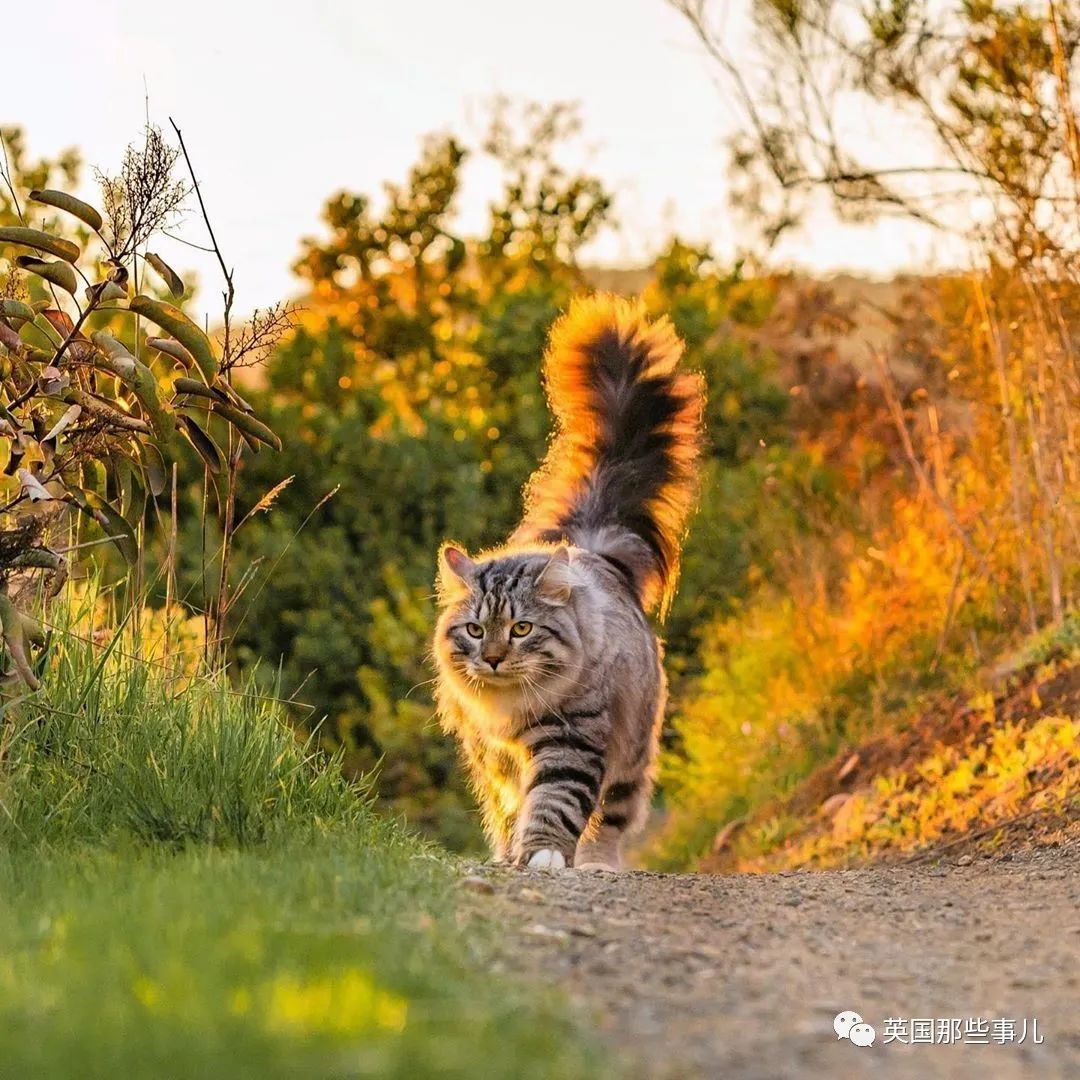 尾巴像松鼠的猫图片