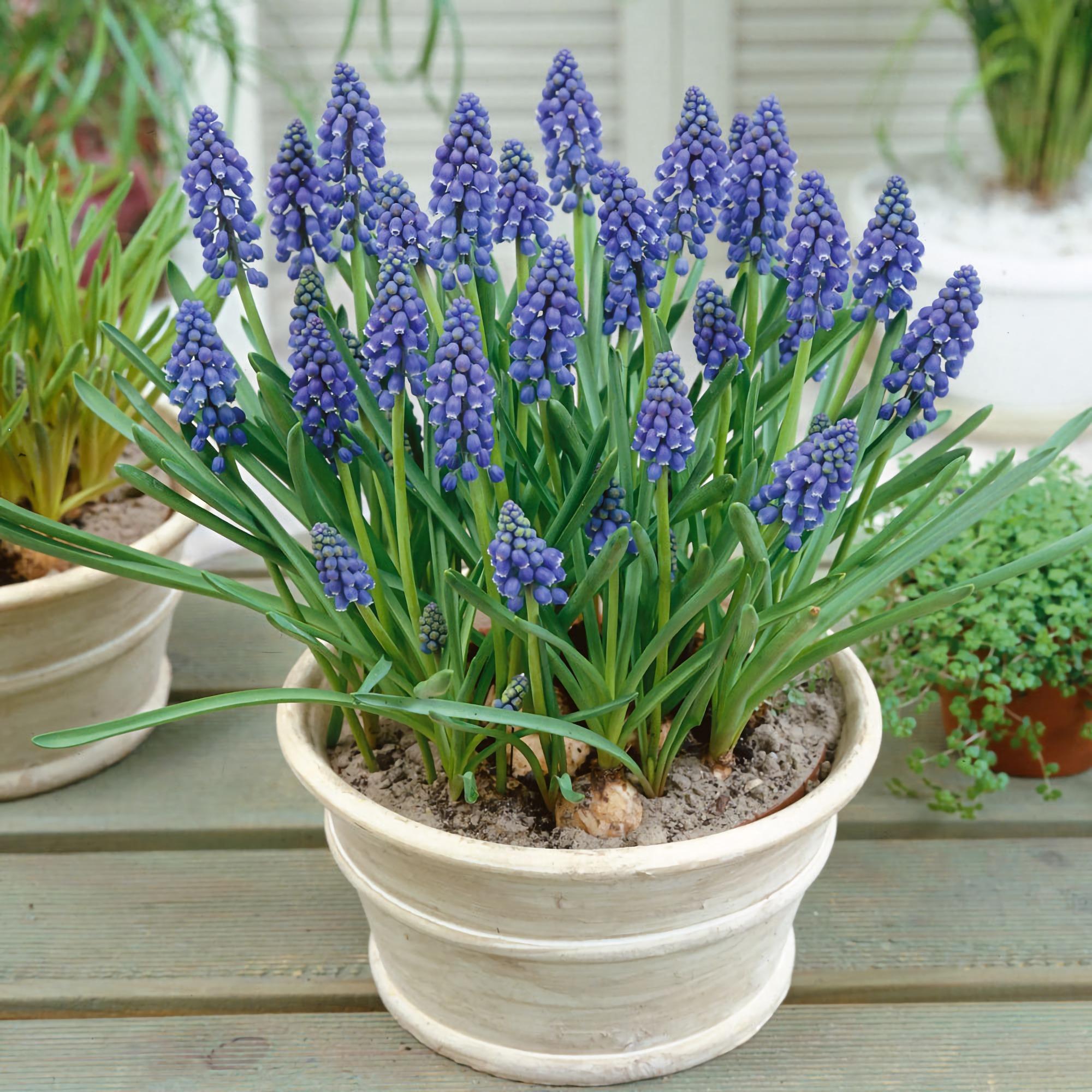 一图识别 葡萄风信子 知乎