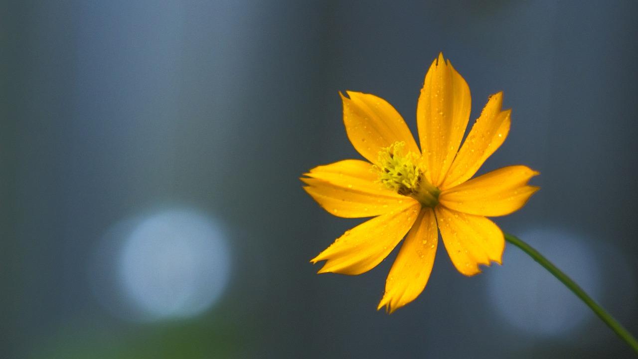 绿玫瑰的花语是什么