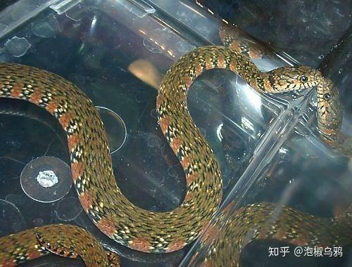 一条蛇想知道是什么品种,颜色有红白蓝黄,花纹是颜色像辫子一样的编织