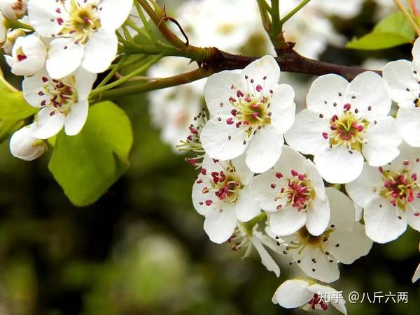 千树万树梨花开,去这5处地方赏全国最美梨花! - 知乎