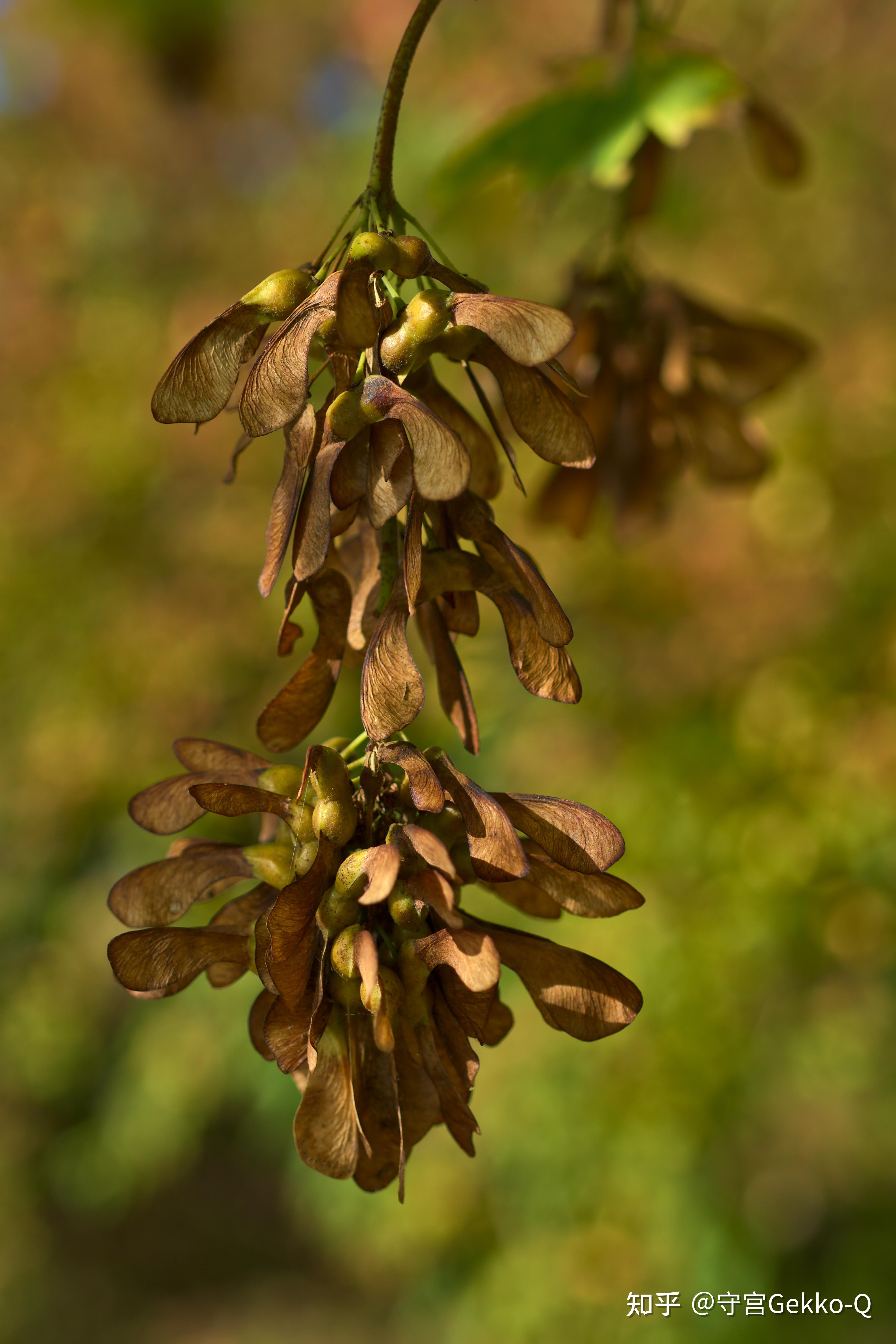 论飞行,植物种子才是专业的