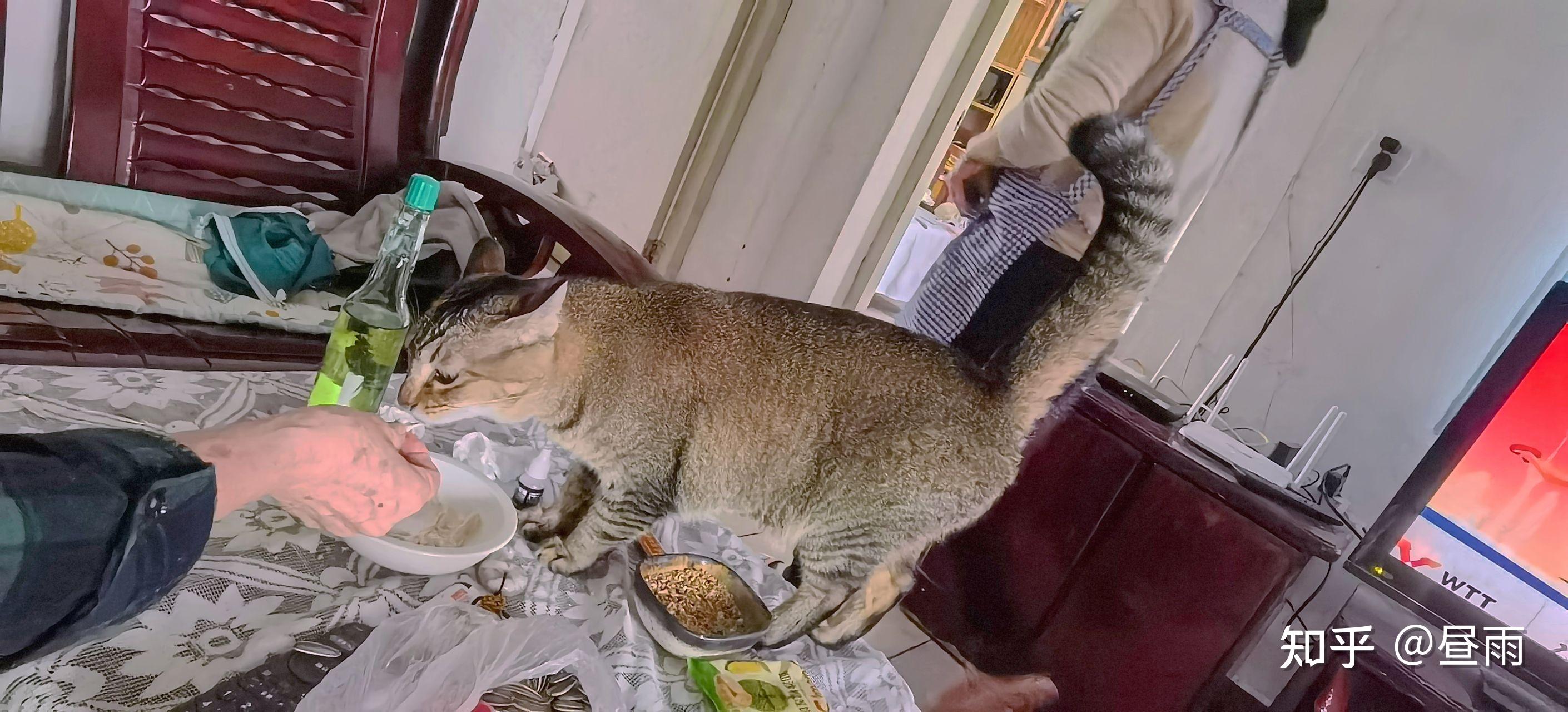 养雀猫(麻猫)是一种怎样的体验? - 知乎