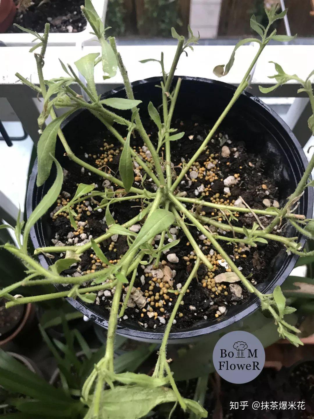 家庭园艺开花机器矮牵牛从修剪到爆盆
