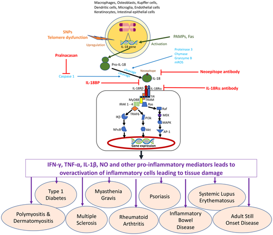 IL-18 功能机制及精准定量研究价值