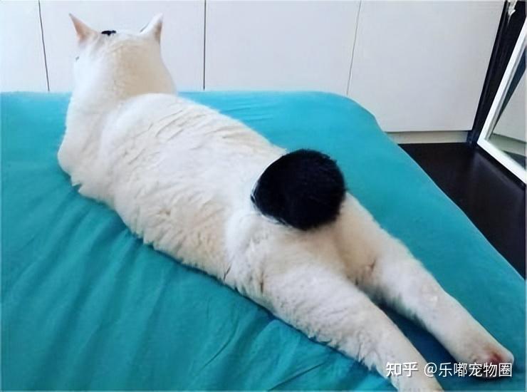 我家猫尾巴长得跟小猪一样是畸形吗?不!它可是万里挑一的麒麟猫!