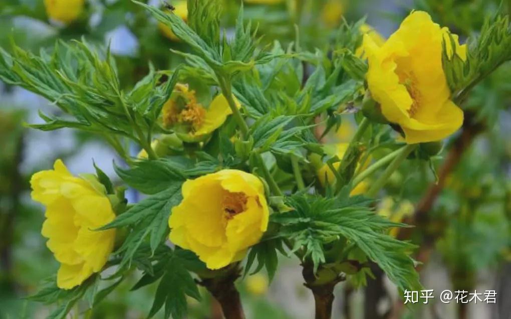 大花黄牡丹是我国西藏地区特有的物种,得天独厚的
