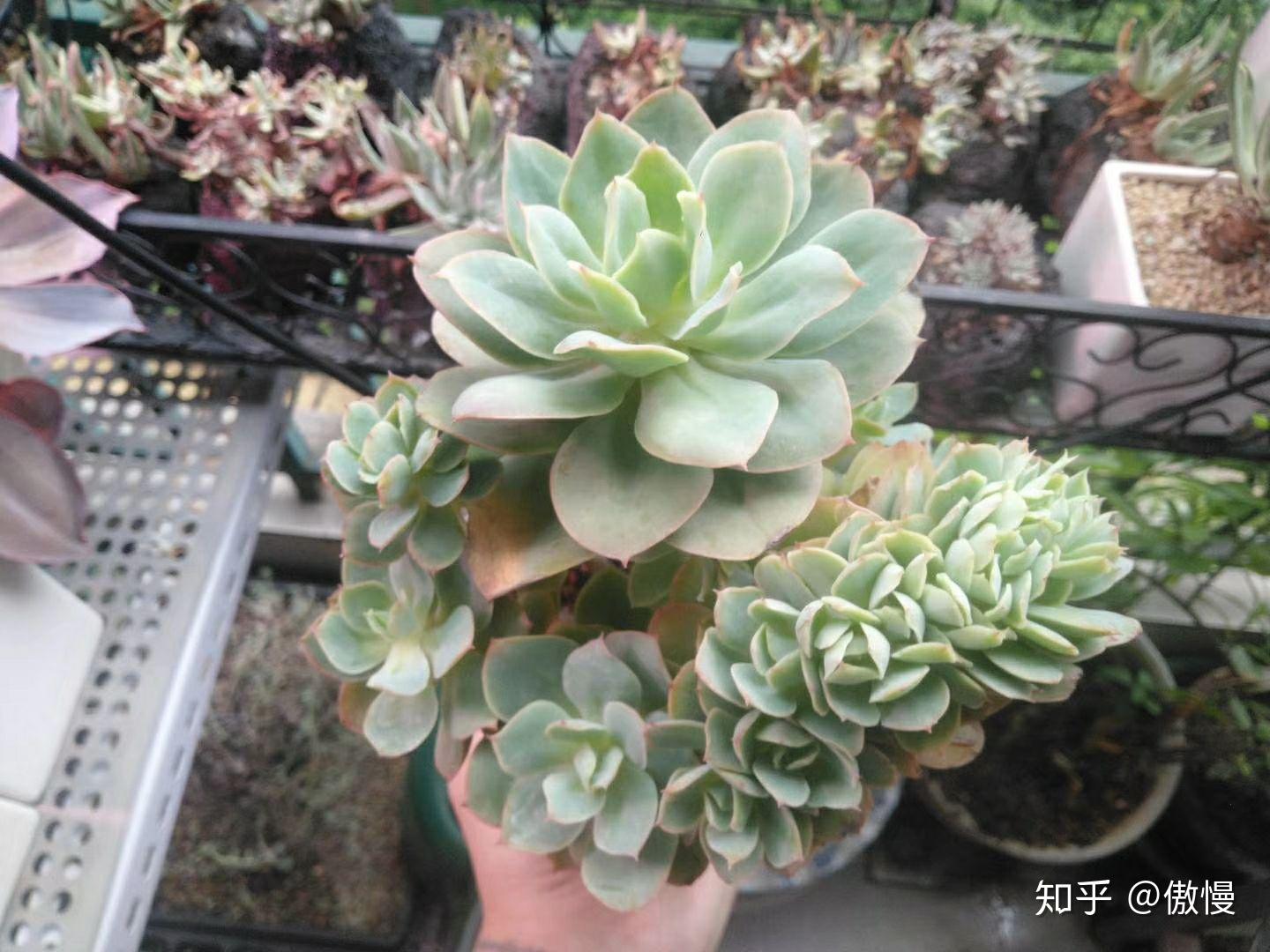 多肉缀化是怎么形成的? - 知乎