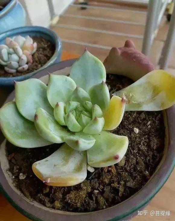 夏天多肉化水掉叶注意4点避开化水安全度夏
