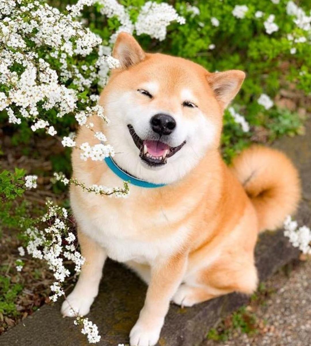 如何看待柴犬初七被狗贩抢走,主人找到时已是做熟的半只狗子? - 知乎