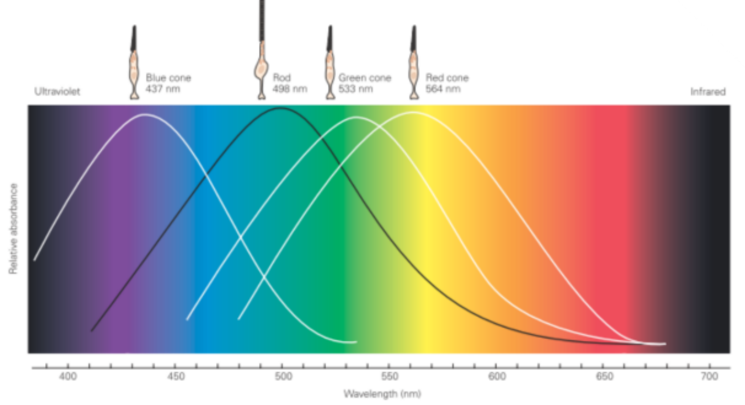 各類感光細胞的光敏感度分佈(橫軸:波長;縱軸:相對吸光度)[2]