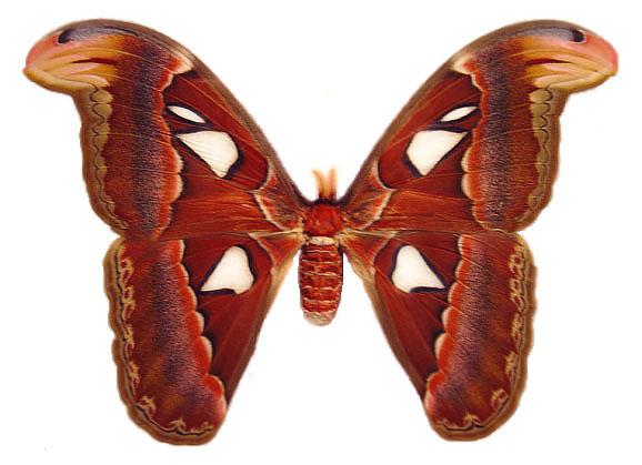 求科普这是什么飞蛾? - 知乎