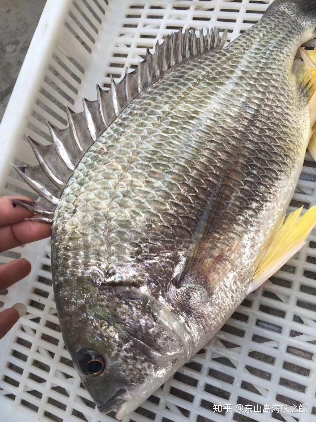 东山岛海鲜海钓黄翅鱼餐桌必备