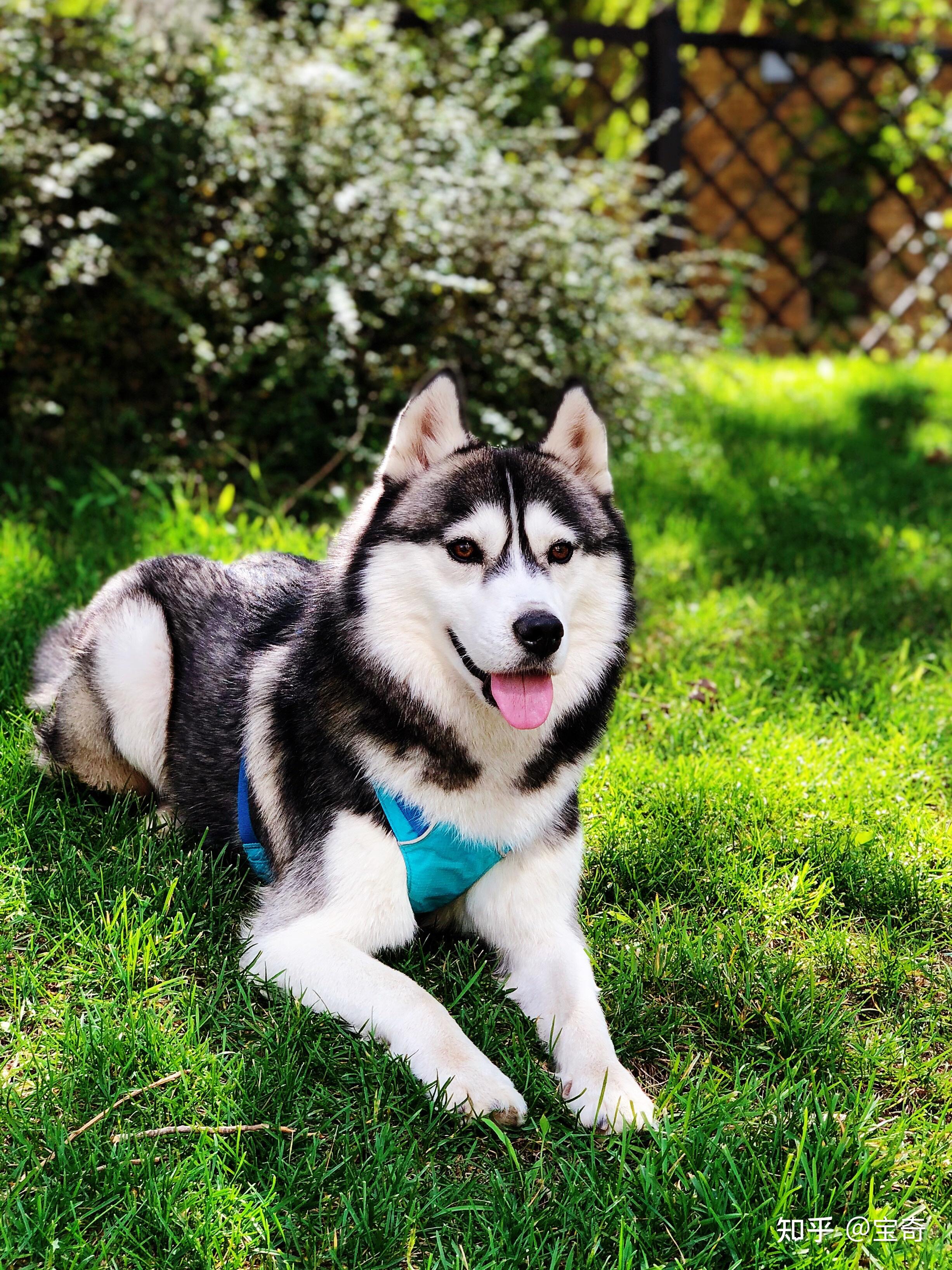 这哈士奇长大是驴脸还是饼脸?