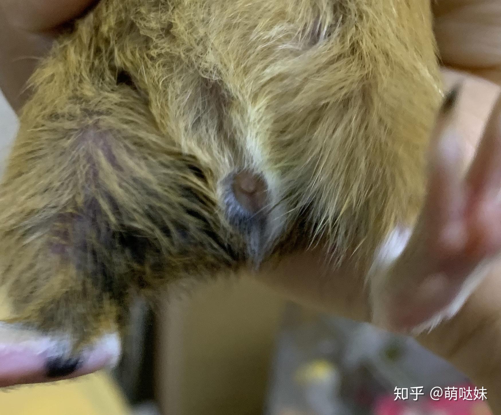 关于豚鼠公母 - 知乎