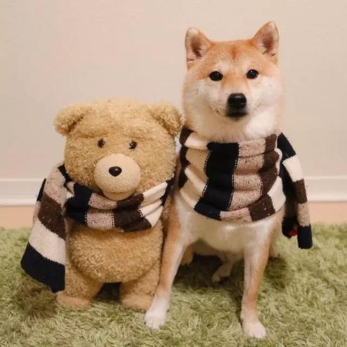 发现狗狗耳聋怎么办 犬犬舍哪家好 柴犬多少钱一只 柴犬哪里买好 柴犬 宠物课堂 知乎