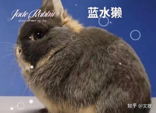 侏儒兔的颜色和基因遗传 - 知乎