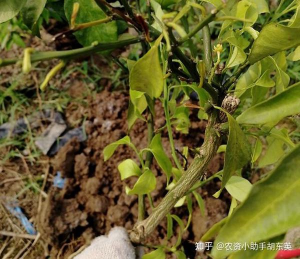 果树根腐枯萎病怎么用药柑橘枯萎黄萎的原因抗重茬用根小子