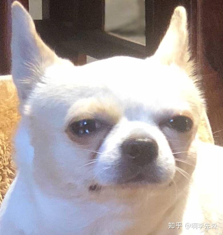 吉娃娃的表情包好沙雕啊能不能分享一些