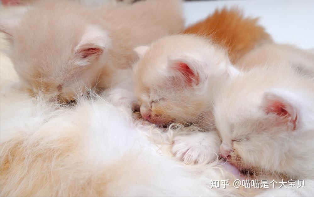 养“公猫”还是“母猫”?过来人告诉你,区别很大 - 知乎