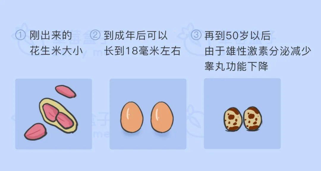 由于种族,体型等个体因素,会导致每个人的蛋蛋大小略有差异,大概就是