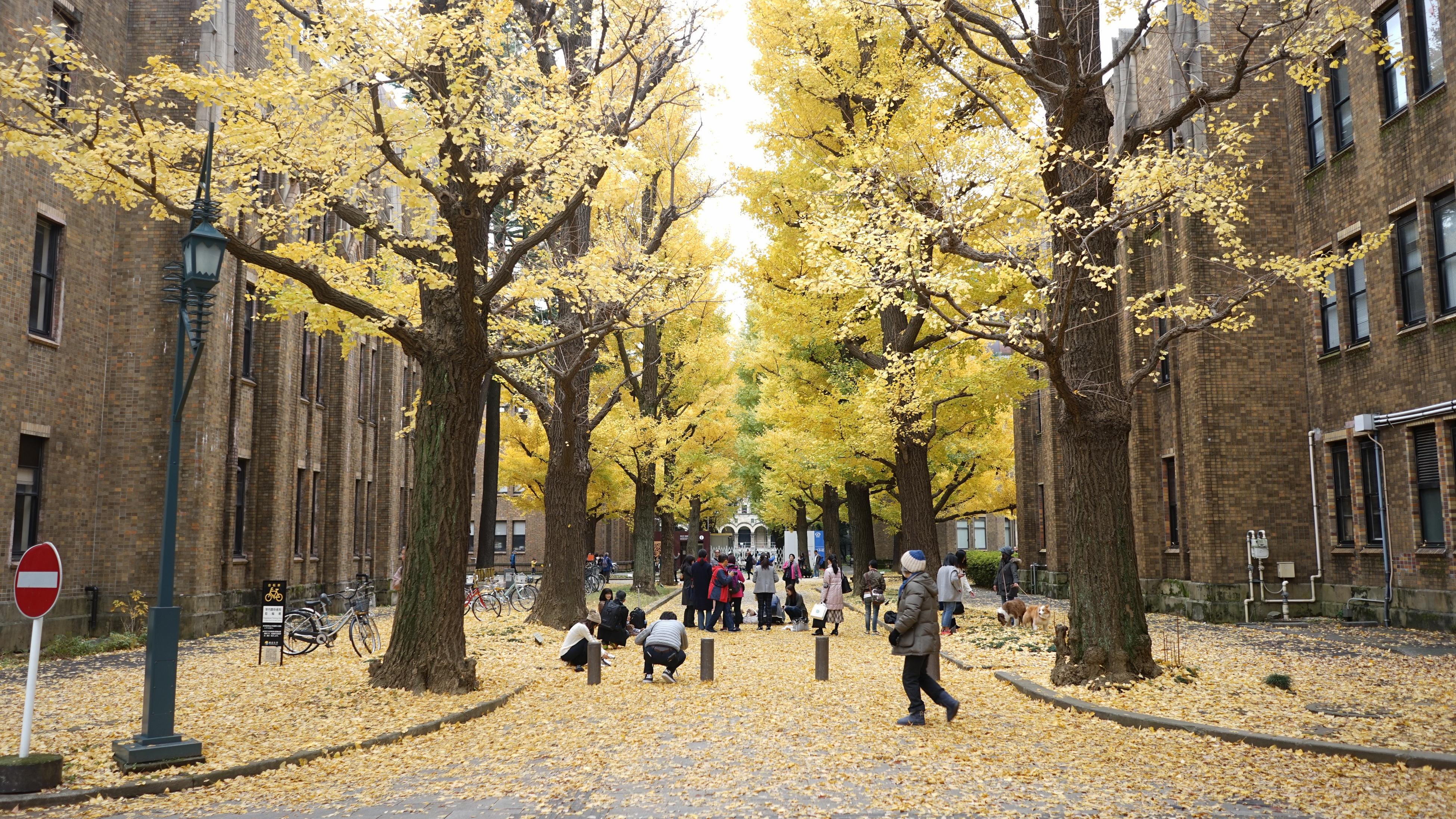 日本名校图鉴——东京大学、庆应大学与早稻田大学 - 知乎
